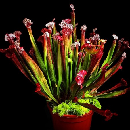 Vaso de Planta Carnívora Sarracenia