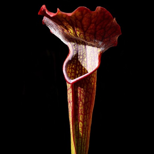 Planta Carnívora Mosca