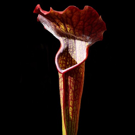 Planta Carnívora Mosca