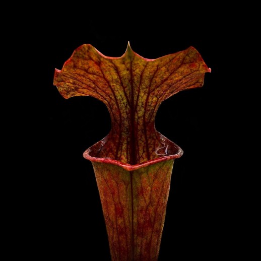 Planta Carnívora Sarracenia Rubra
