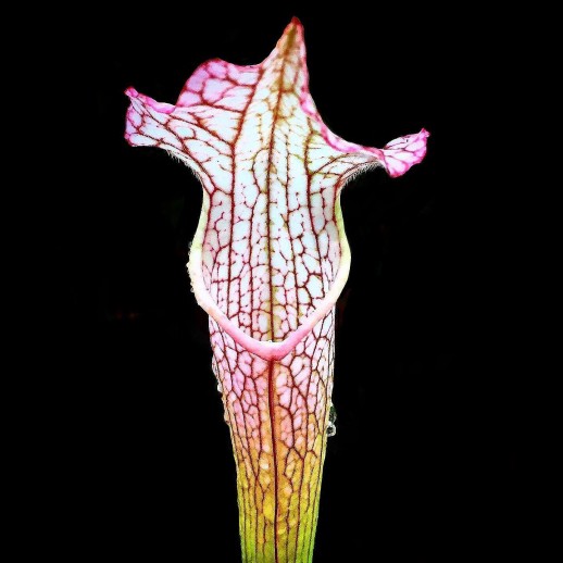 Sarracenia Branca e Vermelha