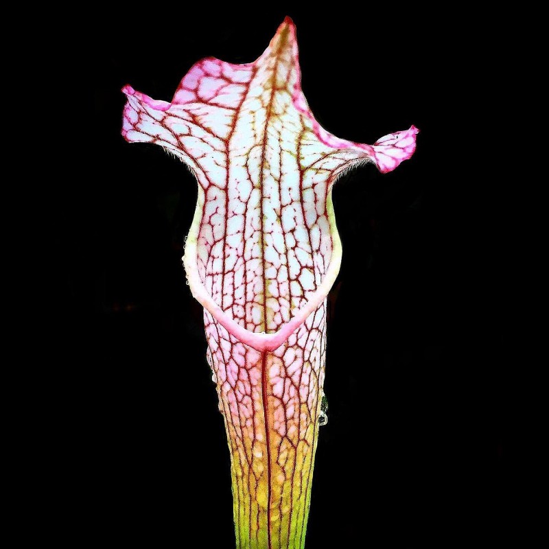 Sarracenia Branca e Vermelha