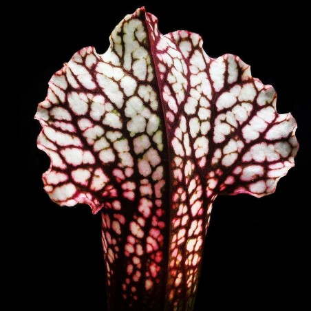 Sarracenia Branca
