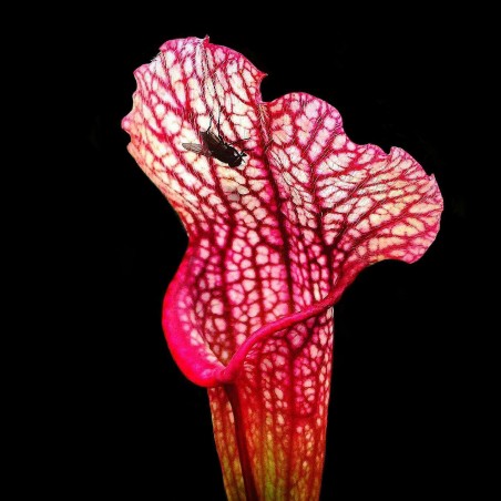 Sarracenia comendo mosquito