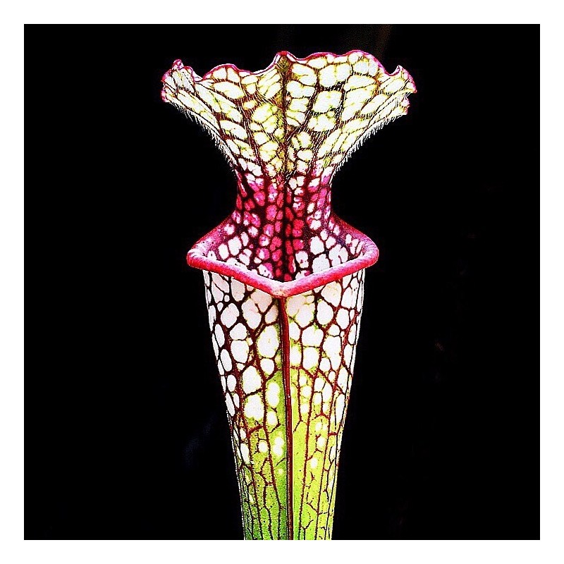 Planta carnivora sarracenia