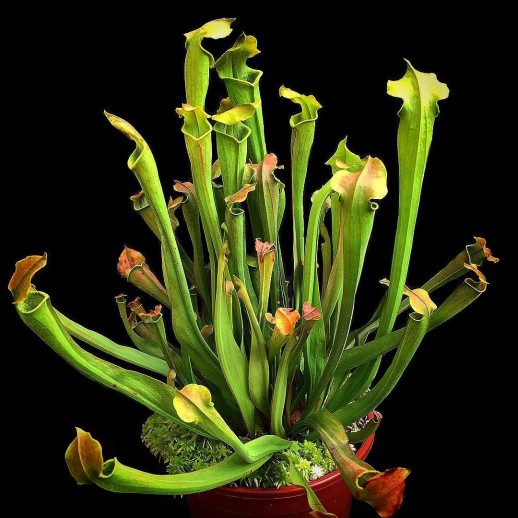 Sarracenia plantada em vaso
