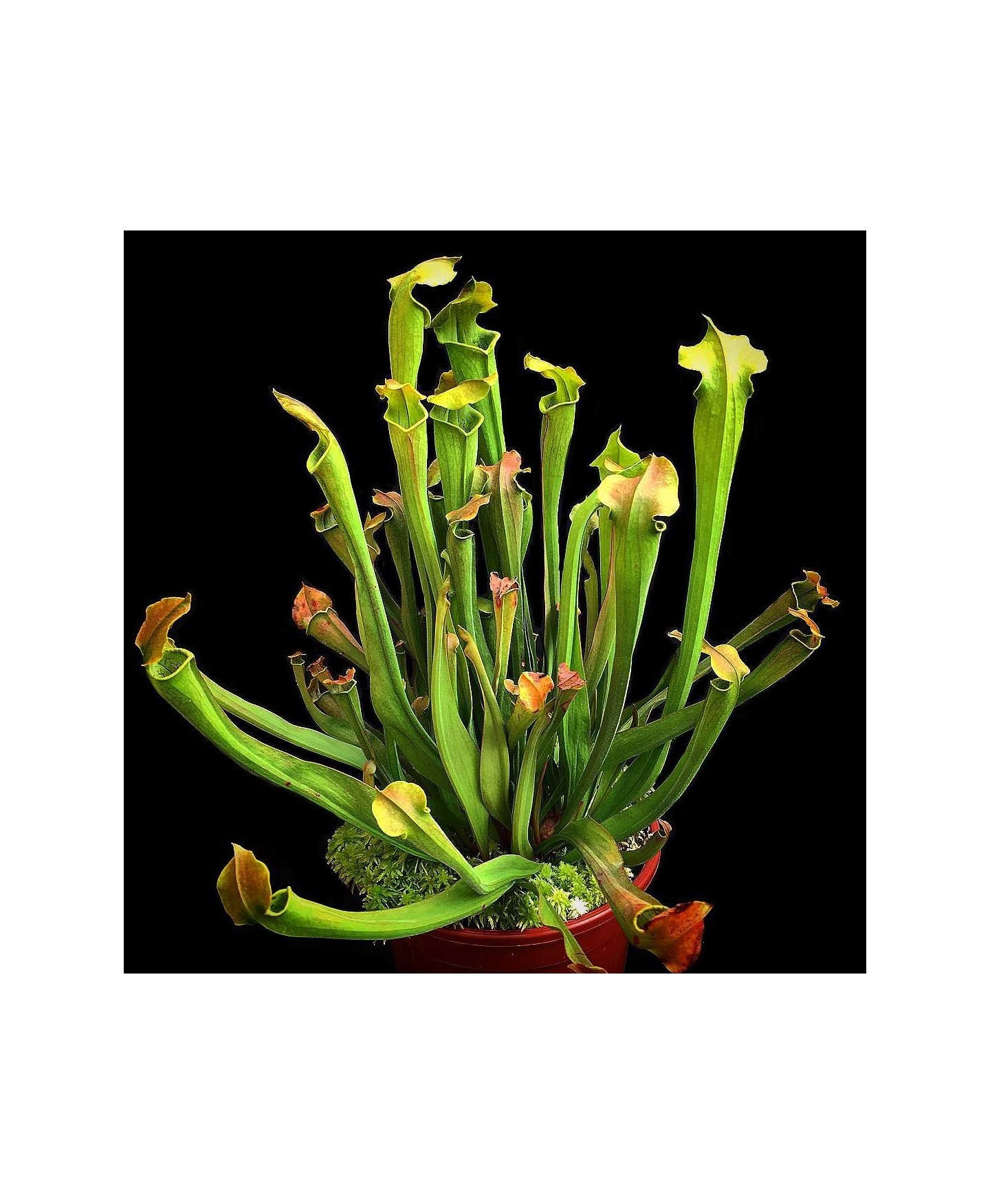 Sarracenia plantada em vaso