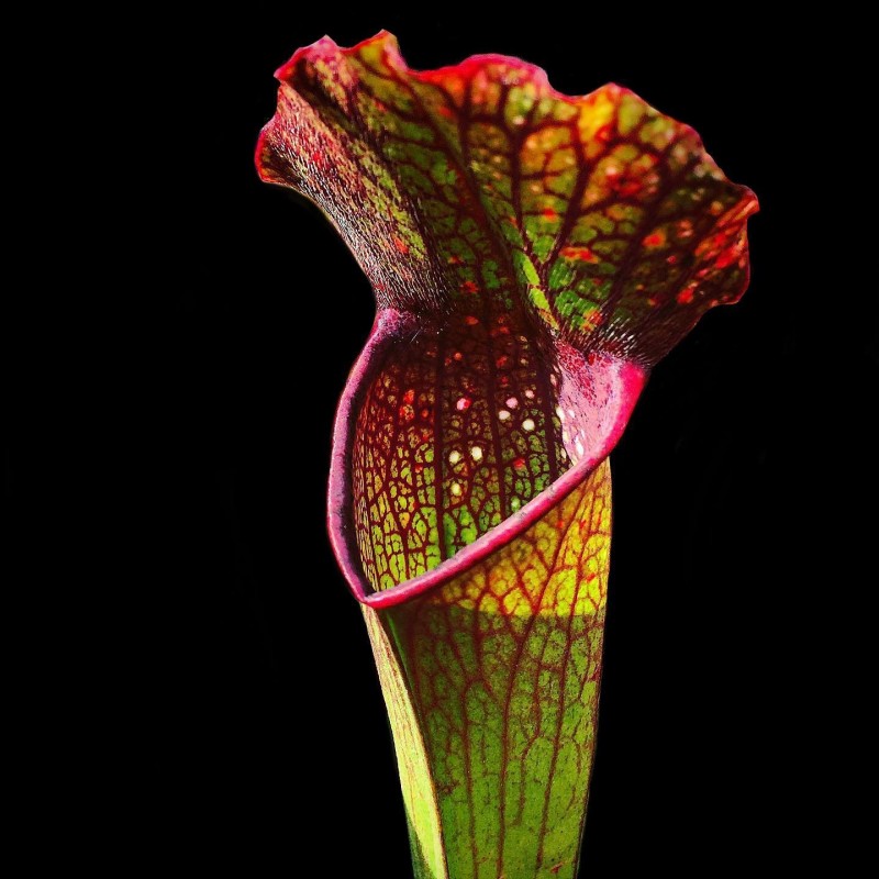 sarracenia