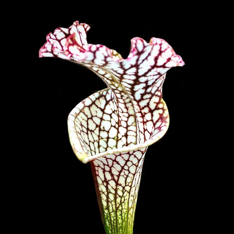 Planta Sarracenia
