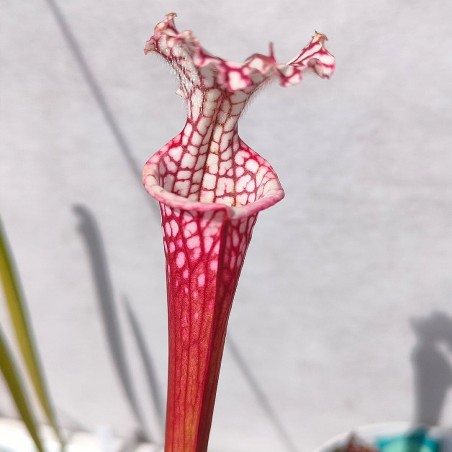 planta carnivora sarracenia