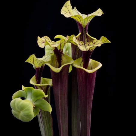 Planta Carnívora Sarracenia Importada
