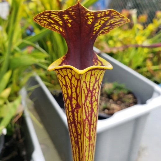 Planta Carnívora Sarracenia Amarela