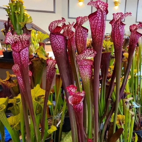 Sarracenia Vermelha e Branca