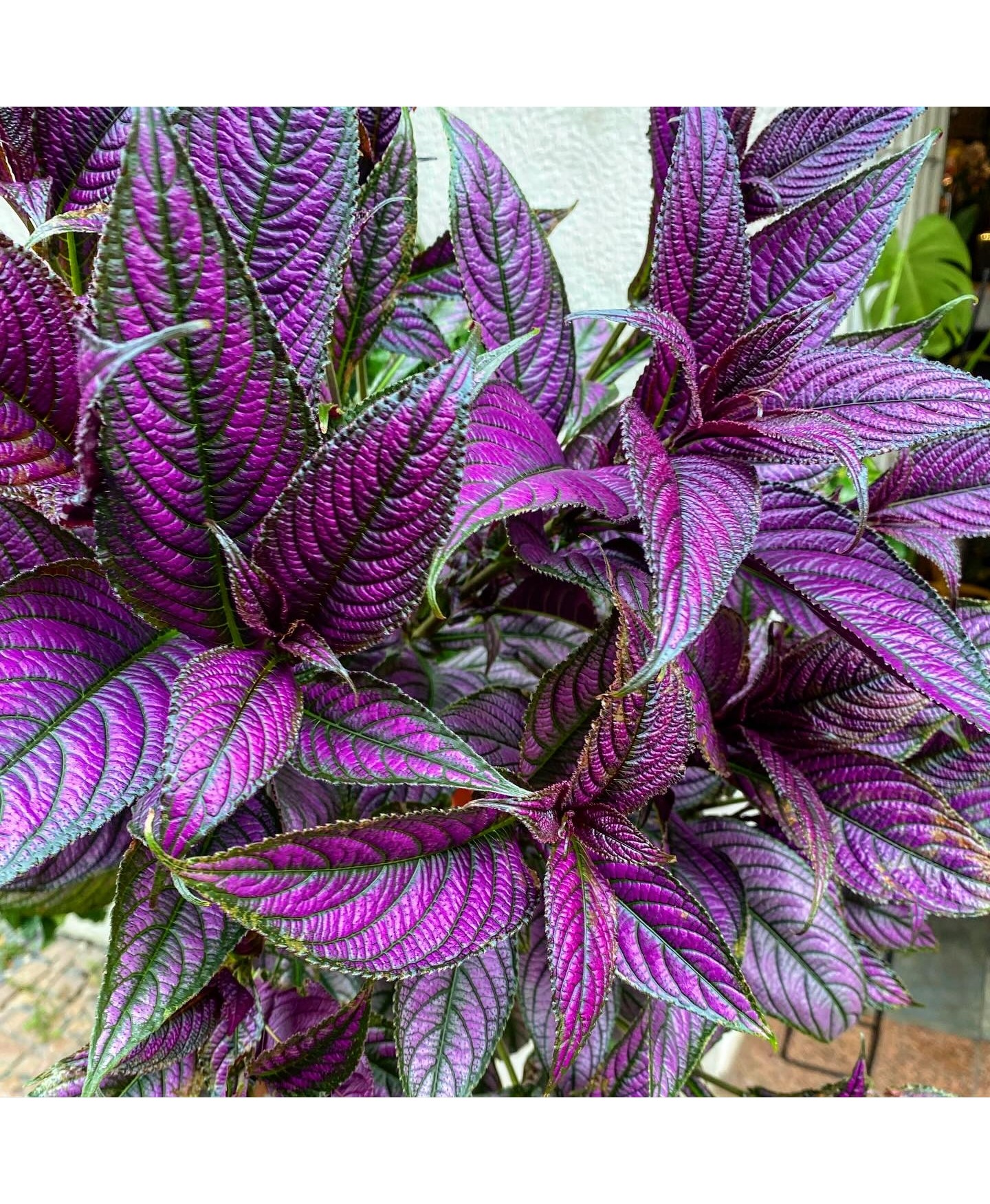 Planta Escudo Persa Roxa