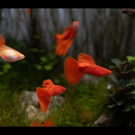 comprar guppy full red albino