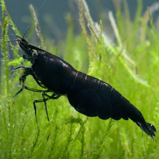 Camarão Aquário Black Sakura
