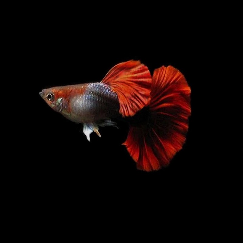 Guppy Hb red Rose
