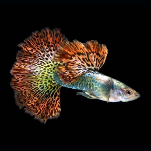 Guppy Linhagem Red Dragon