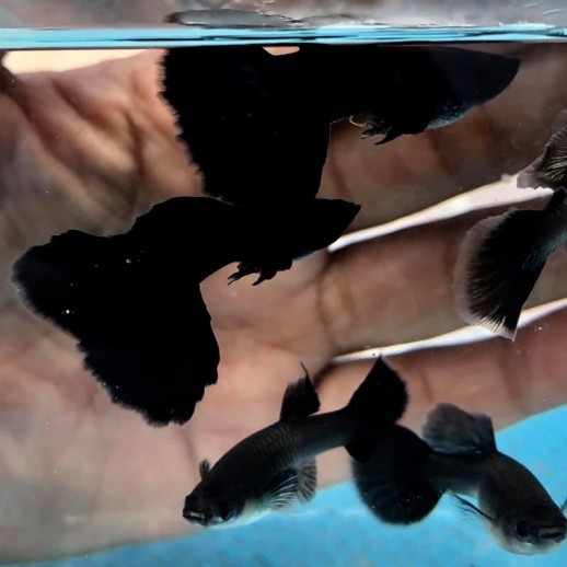 Guppy linhagem full black