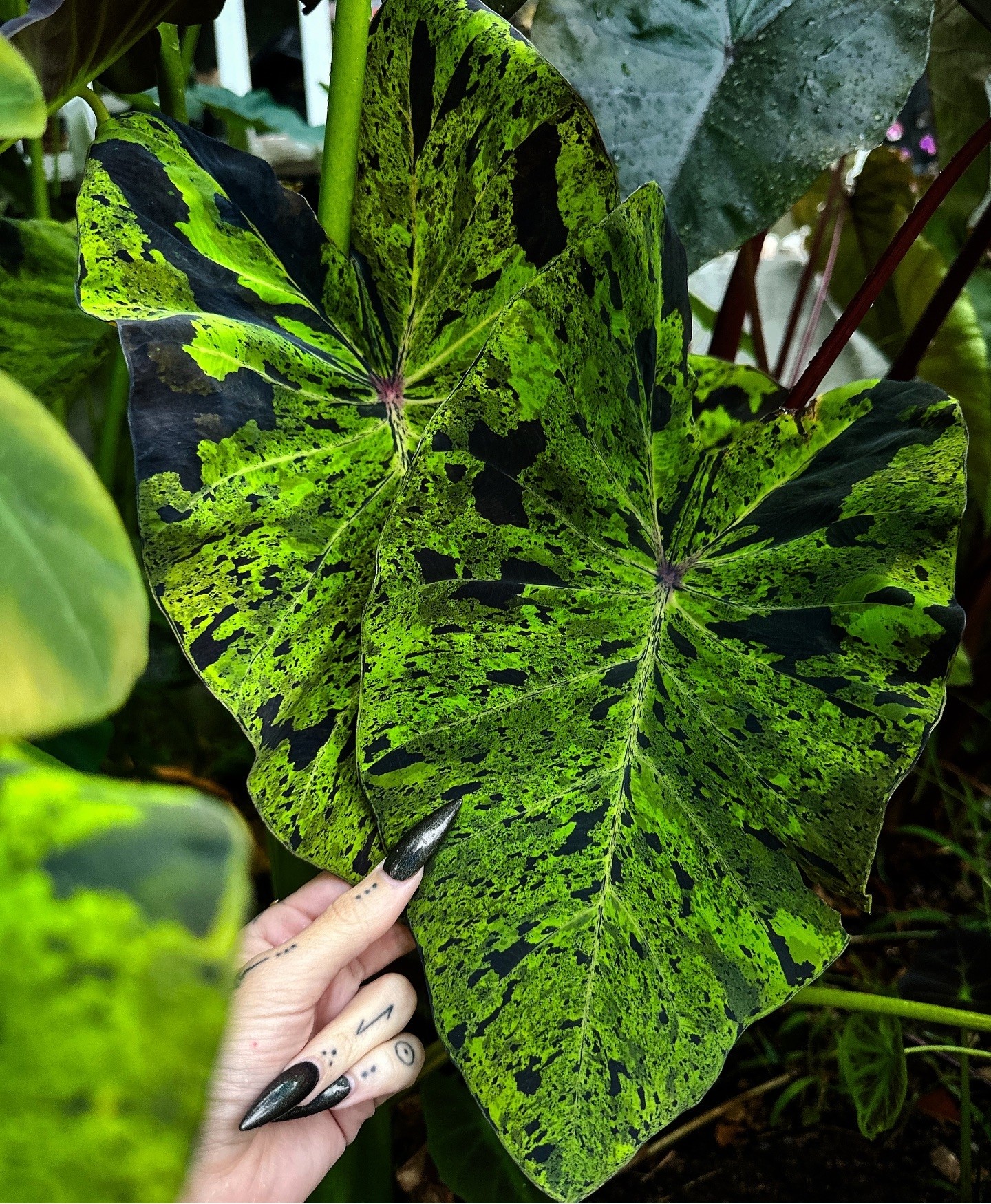 colocasia mojito
