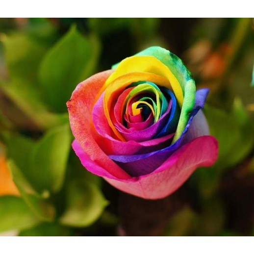 Rosa Arco-Íris - Sementes Raras - Exóticas