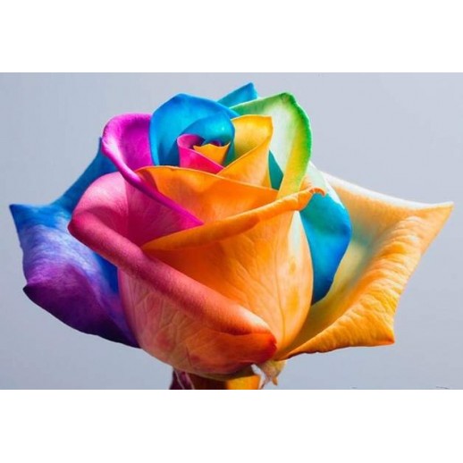 Rosa Arco-Íris - Sementes Raras - Exóticas