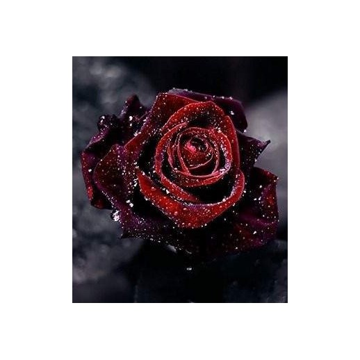 Rosa Blood Black - Negra Mesclado  - Sementes Raras - Exóticas