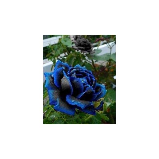 Rosa Blue Black - Azul Mesclado  - Sementes Raras - Exóticas