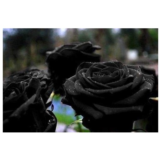 Rosa Negra Black  - Sementes Raras - Exóticas