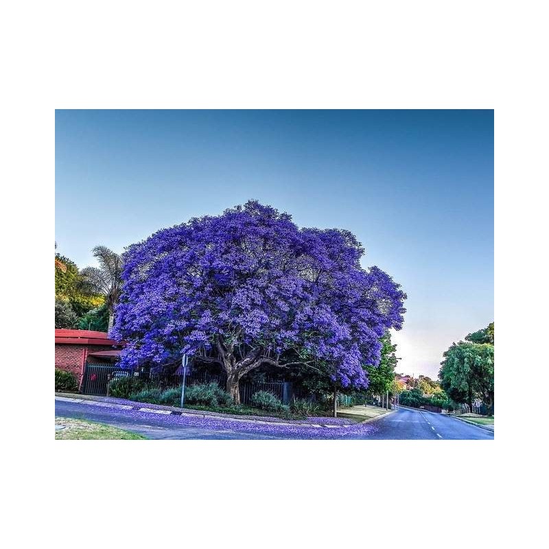 Árvore Jacarandá Azul  - Sementes Raras - Exóticas