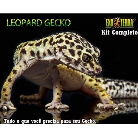 Kit Leopard Gecko Completo 