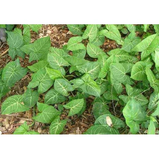 Planta Viva - Syngonium 