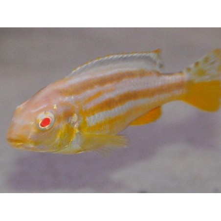 Peixe Ciclídeo Africano