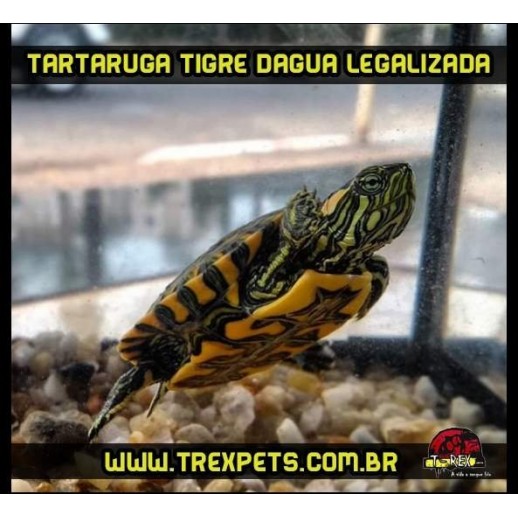 Tartaruga Tigre Dagua aquario