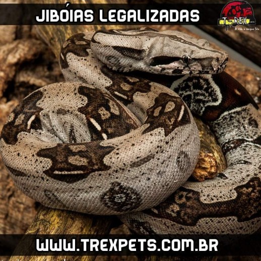 Comprar Cobra Legalizada