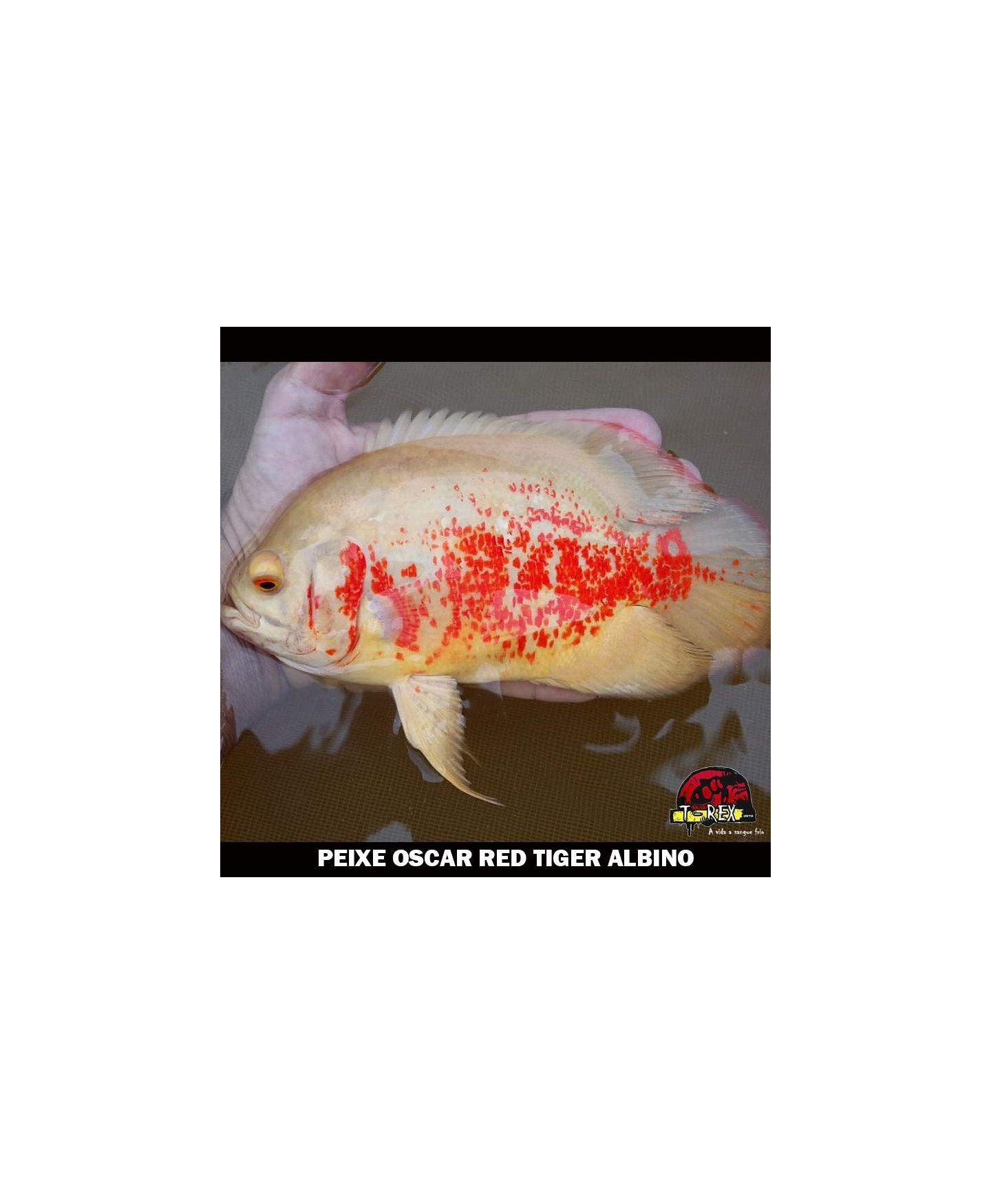 Comprar Peixe Oscar Red Tiger Albino