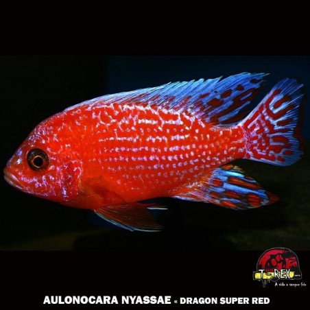 AULONOCARA DRAGON SUPER RED ciclideo africano