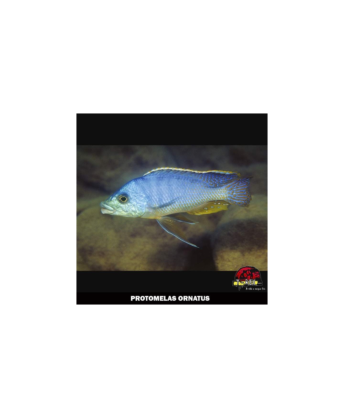 PROTOMELAS ORNATUS venda de ciclideos africanos