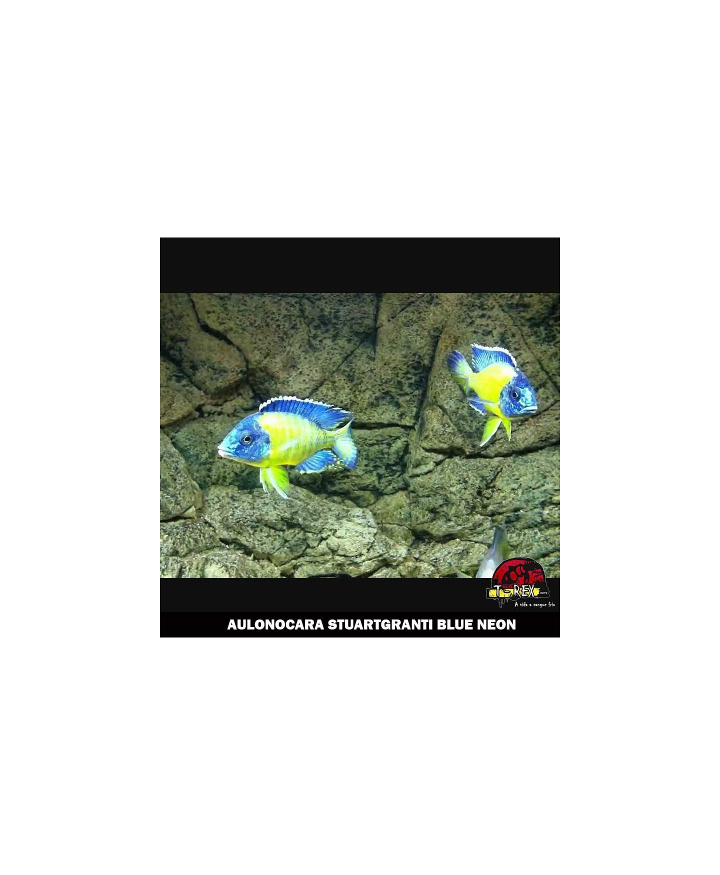 AULONOCARA STUARTGRANTI BLUE NEON comprar ciclideos