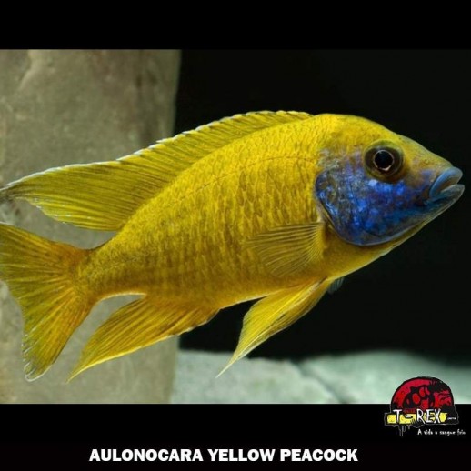 peixe ciclídeo africano AULONOCARA YELLOW PEACOCK