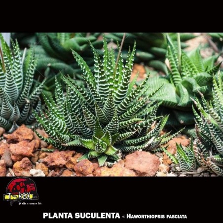 planta suculenta Haworthiopsis fasciata