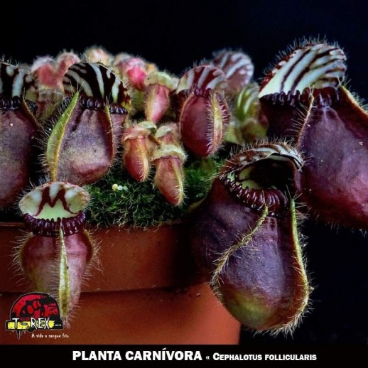 Cephalotus follicularis planta carnivora