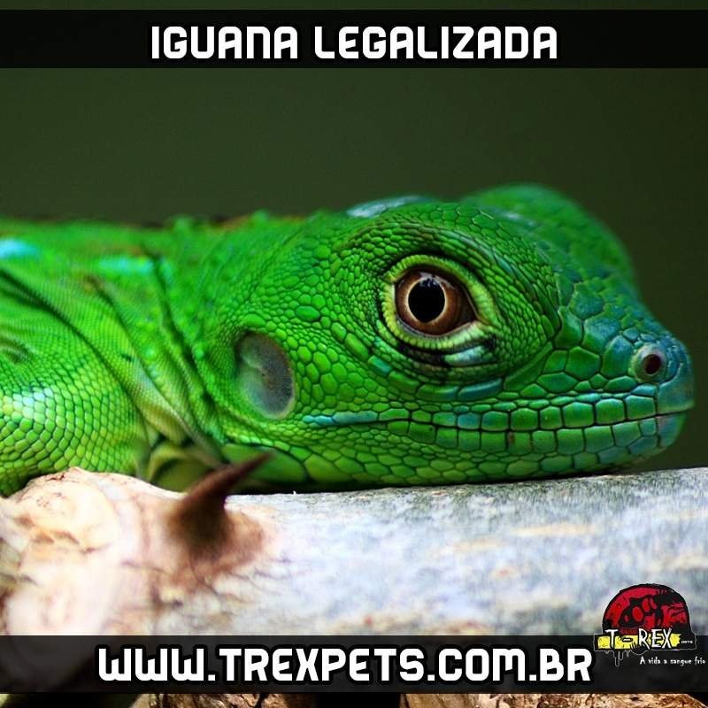 Filhote de iguana legalizada
