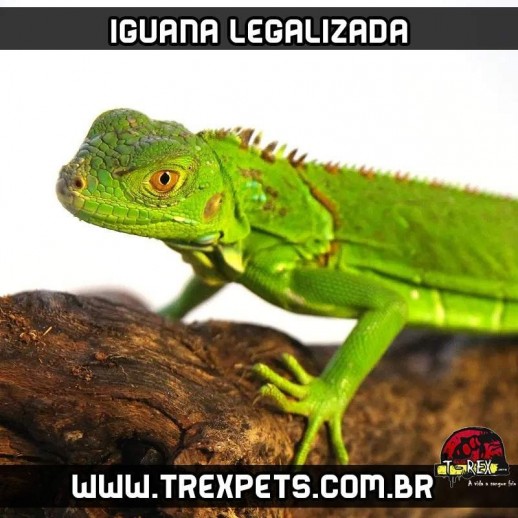 criadouro de iguanas legalizadas