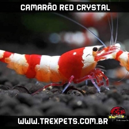 camarão red crystal