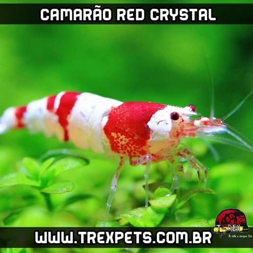 caridina camarao red cristal