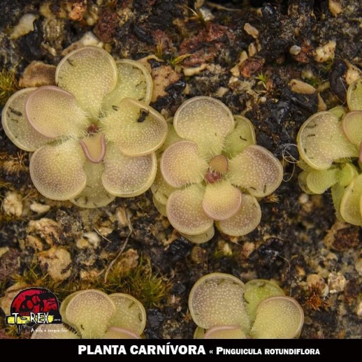 Pinguicula rotundiflora planta carnivora
