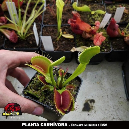 planta carnivora b52 venda