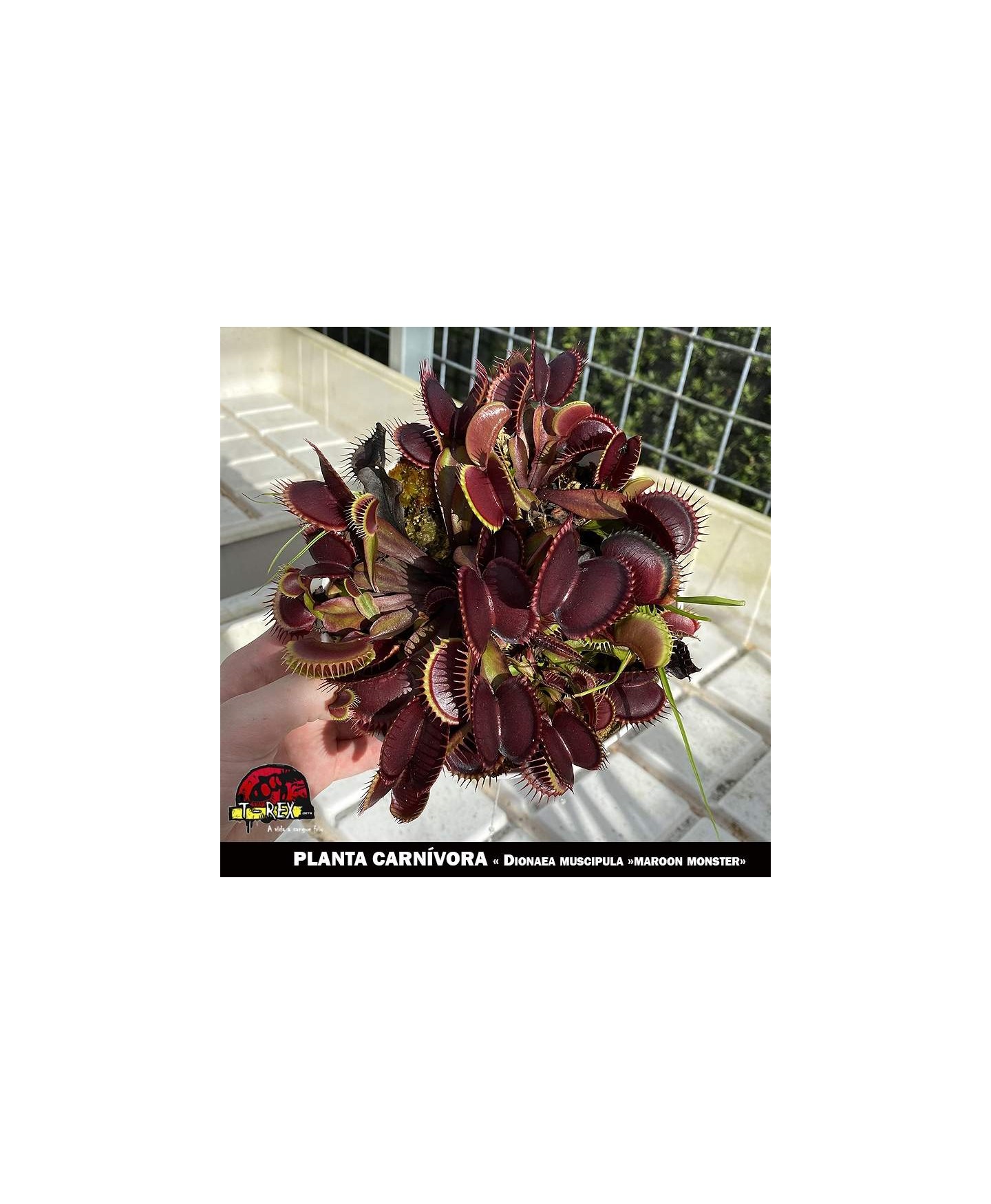 Dioneia Muscipula Maroon Monster