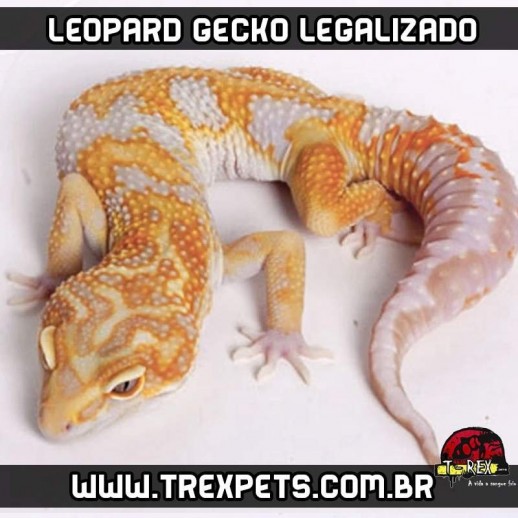 Leopard Gecko Legalizado - Lagarto